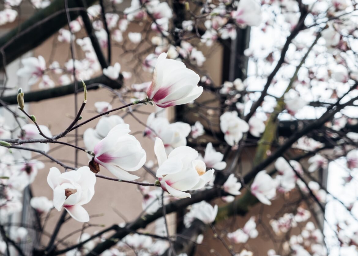 Sharon Core: Flowering at Yancey Richardson (Chelsea)