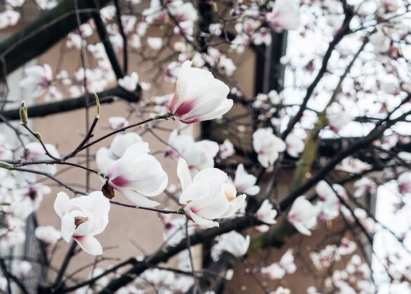 Sharon Core: Flowering at Yancey Richardson (Chelsea)