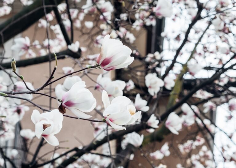 Sharon Core: Flowering at Yancey Richardson (Chelsea)